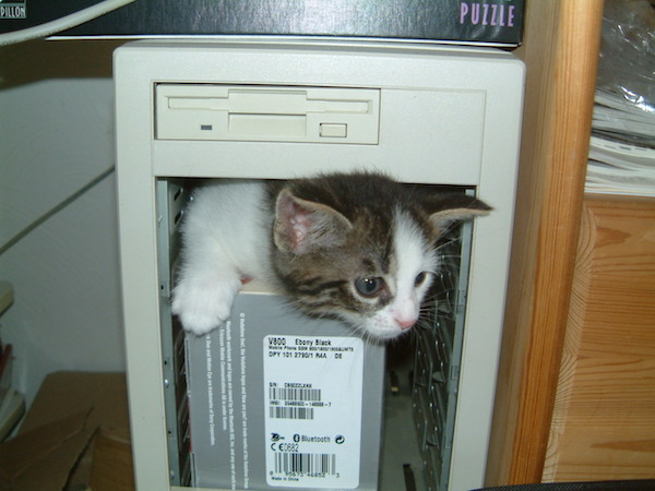 Cat in computer